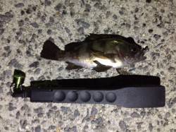 仮屋漁港へメバリング　表層で小メバルとアジ…