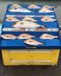 マリーナシティ海洋釣り堀　雨ですがカンパチ釣れました！