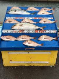 マリーナシティ海洋釣り堀　雨ですがカンパチ…