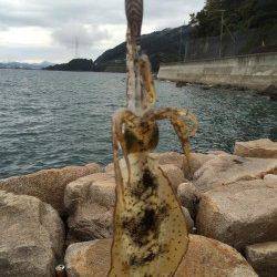 戸坂・塩津漁港　1時間のエギングでアオリイカの新子2ハイ