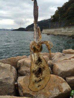 戸坂・塩津漁港　1時間のエギングでアオリイカの新子2ハイ