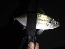 仮屋にてアジング　アジの反応が良く前日より…