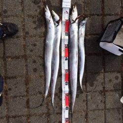 鳴尾浜　ワインドでタチウオの釣果