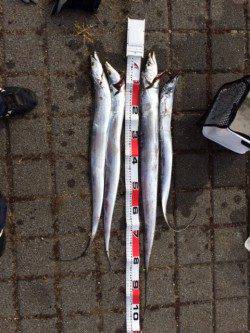 鳴尾浜　ワインドでタチウオの釣果