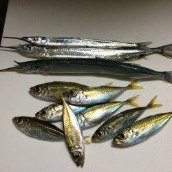 香住東港サヨリと豆アジ　釣れてる人とそうでない人の差が極端でした