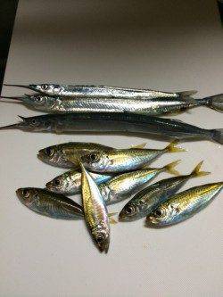 香住東港サヨリと豆アジ　釣れてる人とそうでない人の差が極端でした