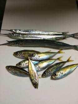 香住東港サヨリと豆アジ　釣れてる人とそうで…