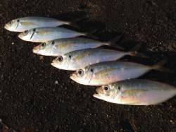 舞洲にてアジング　6時頃から7時までの間し…