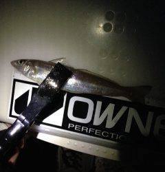 カレイ狙いで深日港へ　投げ釣りでアナゴ・キスの釣果　カレイは…残念でした