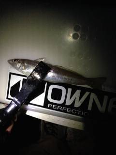 カレイ狙いで深日港へ　投げ釣りでアナゴ・キ…