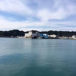 勝浦漁港でライトゲーム　スピンテールジグでサバとホウボウの釣果