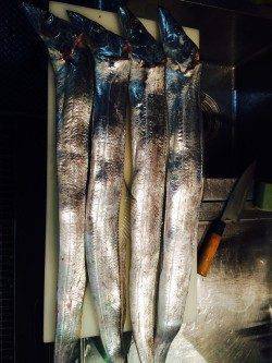 南港周辺にてタチウオF5.5サイズ　釣れた5本全部メーターオーバーでした☆