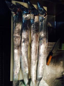 南港周辺にてタチウオF5.5サイズ　釣れた…