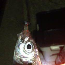 戸坂・塩津漁港　小雨降る中のアジングでアジ狙いも2匹のみ