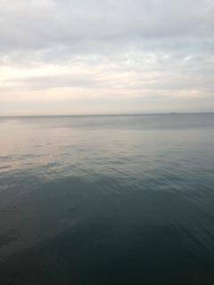 佐野漁港　周りも渋い中でのエギングで貴重なアオリイカ