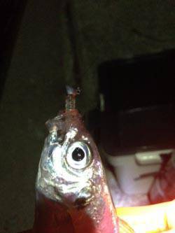 戸坂・塩津漁港　小雨降る中のアジングでアジ…