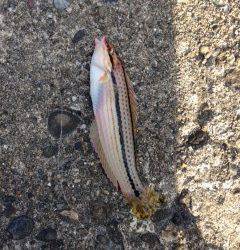 深日港にて投げ釣り　カレイは音沙汰なし、夜明け前にキスの釣果