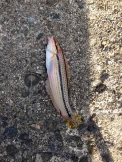 深日港にて投げ釣り　カレイは音沙汰なし、夜明け前にキスの釣果