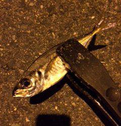 大阪南港　アジングまだまだ楽しめそうです