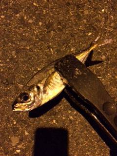 大阪南港　アジングまだまだ楽しめそうです