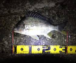 勝浦アジング調査　キビレのひきを楽しみまし…