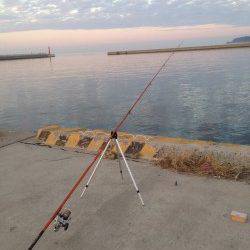 都志にて投げ釣りでキス　時合には3投に2投は釣れるペースでした♪