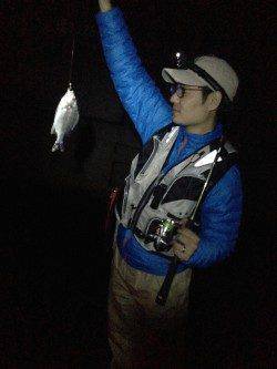 舞洲にてアジング　豆アジとキビレの釣果