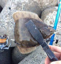 カレイ狙いで樽井へ釣行　久しぶりのカレイは最高の嬉しさ♫