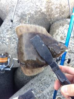 カレイ狙いで樽井へ釣行　久しぶりのカレイは…