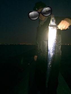 武庫川尻一文字　ドジョウテンヤのタチウオは…