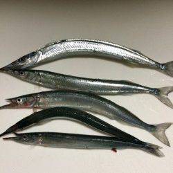 柴山港　最近下降気味のサヨリ釣り