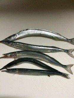 柴山港　最近下降気味のサヨリ釣り