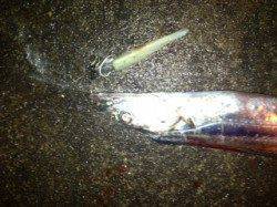 中島　 浮き釣り、引き釣り、ワインドでタチウオ16尾の釣果