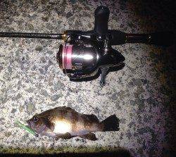 神戸湾奥アーバンアジング☆数釣りが楽しめました！