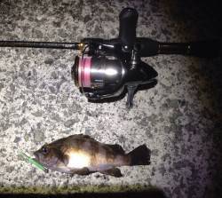 神戸湾奥アーバンアジング☆数釣りが楽しめま…