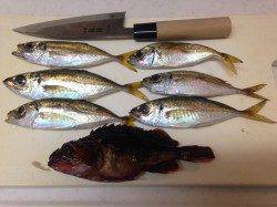 汐見埠頭にてタチウオ16匹　サンマのエサが食い込みよかったです♫