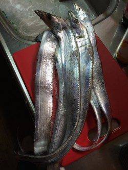 武庫川一文字タチウオワインド　4時に到着するも船乗り場にはすでに長い列