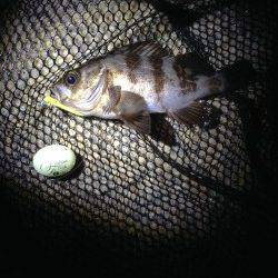 新浜漁港　シャローポイントのメバル調査は潮の流れ早く惨敗…