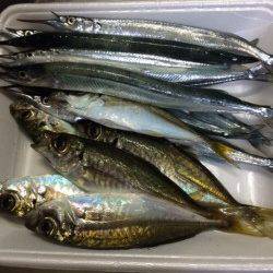 香住東港　のべ竿でサヨリ・アジ　ウキ下が深くウキでアタリとりました