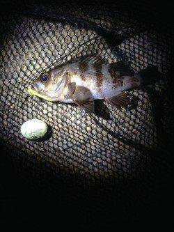 新浜漁港　シャローポイントのメバル調査は潮の流れ早く惨敗…