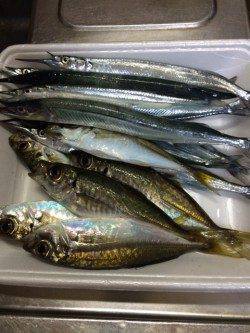 香住東港　のべ竿でサヨリ・アジ　ウキ下が深くウキでアタリとりました