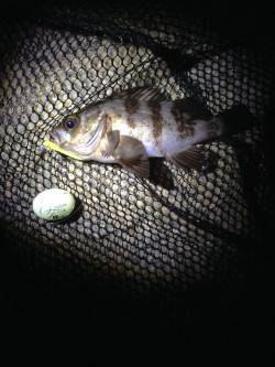 新浜漁港　シャローポイントのメバル調査は潮…