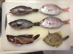 大蔵海岸　シラサエビの探り釣りでメバル・アコウ・カワハギ・チャリコ
