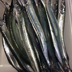 柴山港にてサヨリ釣り〜アタリ繊細で難しいですが面白いです　