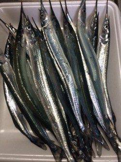 柴山港にてサヨリ釣り〜アタリ繊細で難しいですが面白いです　