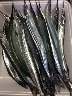 柴山港にてサヨリ釣り〜アタリ繊細で難しいで…