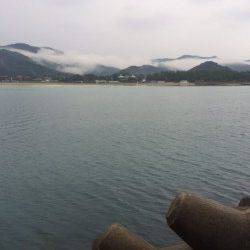 雨の中のエギング　上瀬にてリリースサイズのアオリイカ