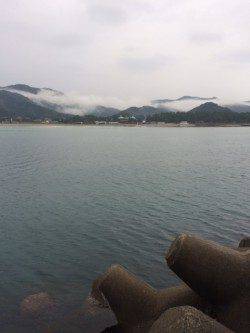 雨の中のエギング　上瀬にてリリースサイズのアオリイカ