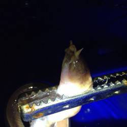 竹野新波止でブッコミ釣り　まさかのヌタウナギは美味しかったです！