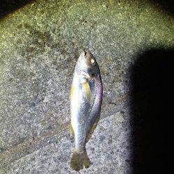 シーズン終盤のドラゴン求め西宮ケーソンへ　1m超えの指4本半クラスをGET